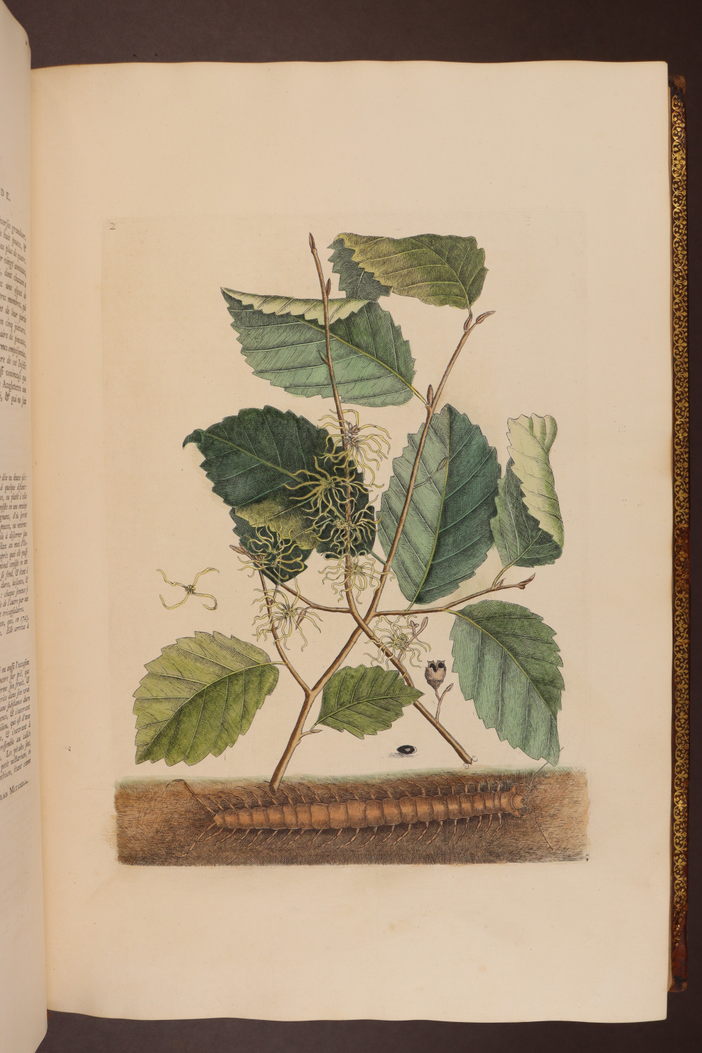 Plate 2